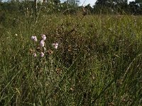 NL, Noord-Brabant, Reusel-De Mierden, Mispeleindsche Heide 11, Saxifraga-Jan van der Straaten